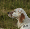 Setter Anglais LORD DES TERRES DE LUDE Setter Anglais LORD DES TERRES DE LUDE